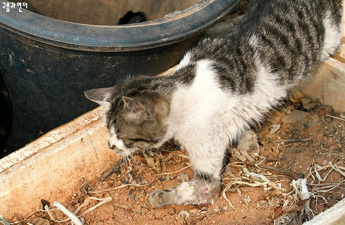 野良猫報告書 ビッコ引きの野良猫を無事救助